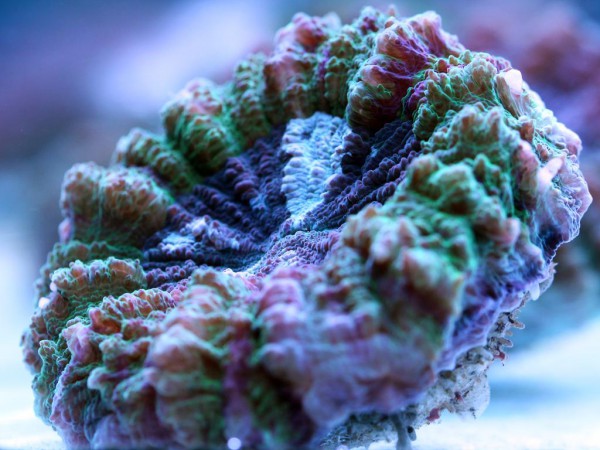 Scolymia vitensis - Becherkoralle, color (E 01446/18)