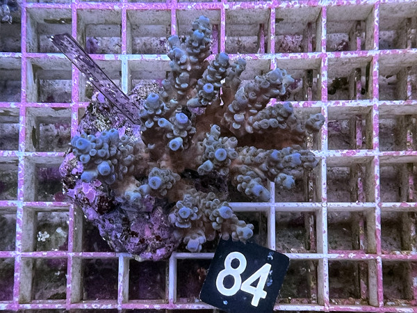 Acropora tenuis (84)