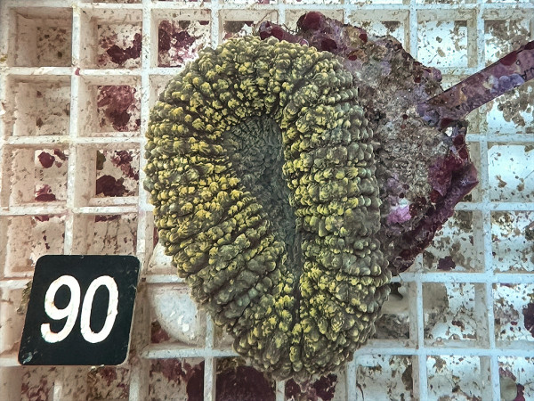 Lobophyllia spec. - Hirnkoralle ultra (90)