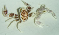 Petrolisthes maculatus/oshimai - Anemonenkrabbe Petrolisthes maculatus/oshimai - Anemonenkrabbe