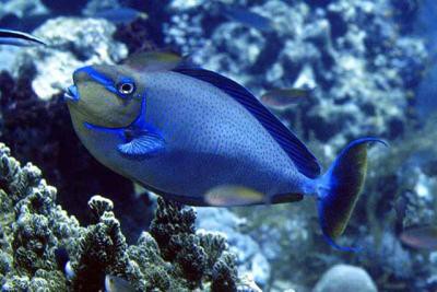 Naso vlamingi - Vlamingi-Nashornfisch