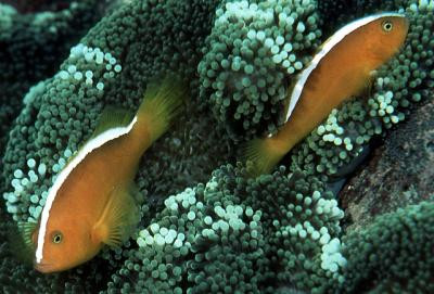 Amphiprion sandaracinos - Oranger Anemonenfisch