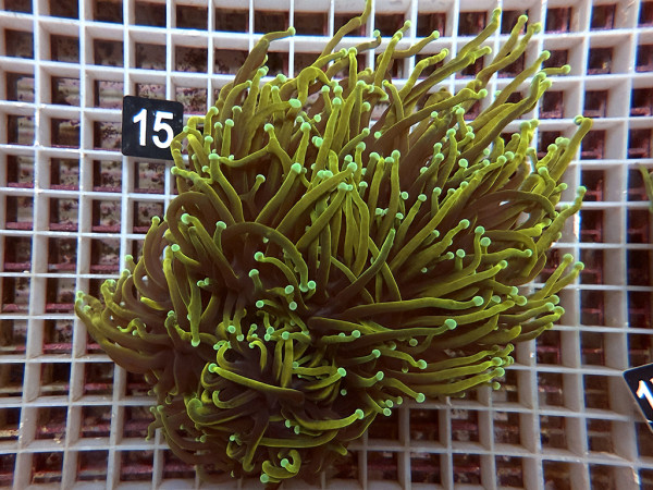 Euphyllia glabrescens - Golden Torch (15)