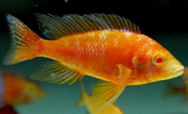 Aulonocara sp. - Firefish Albino