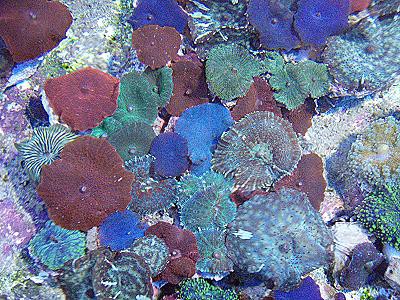Discosoma + Rhodactis + Ricordea sp. - Rainbow-Scheibenanemonenstein, nice!