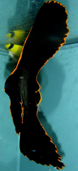Platax pinnatus - Rotsaum-Fledermausfisch