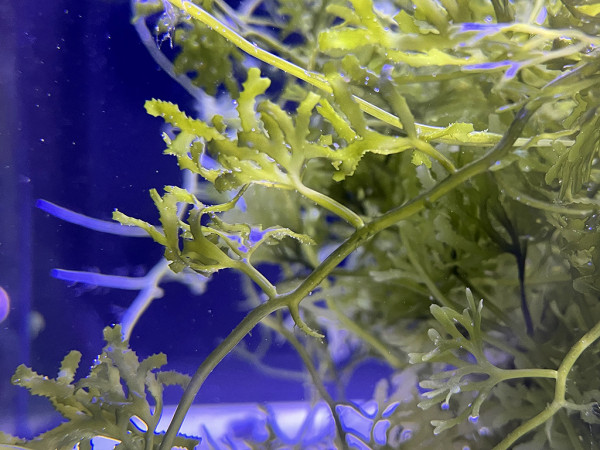 Caulerpa brachypus - Kriechsprossalge, Meeressenf