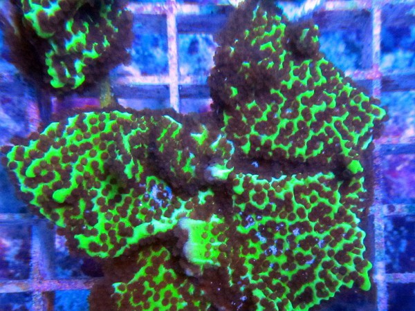 Montipora confusa - Montipora confusa, Frag