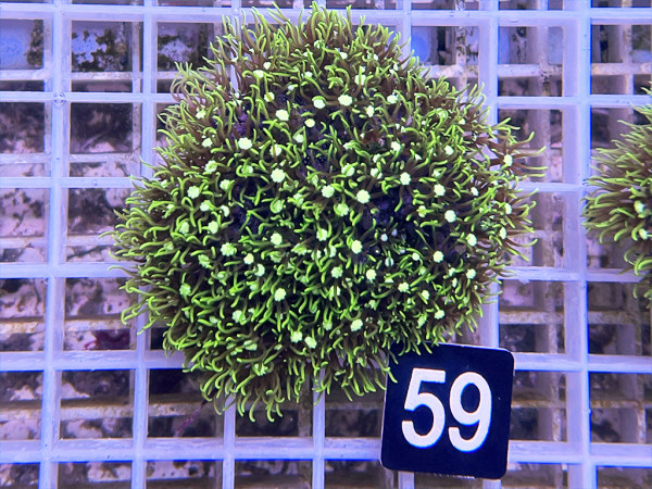 Pachyclavularia violacea - grüne Röhrenkoralle (59)