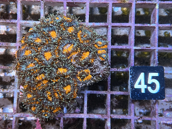 Acanthastrea lordhowensis (45)