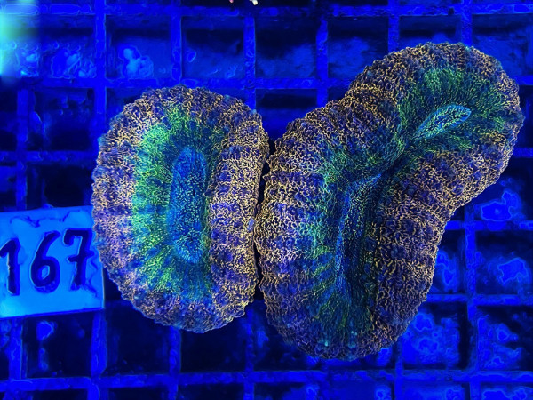 Lobophyllia spec. - Hirnkoralle ultra (167)