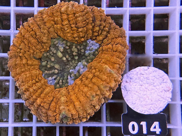 Lobophyllia spec. - Hirnkoralle ultra (014)