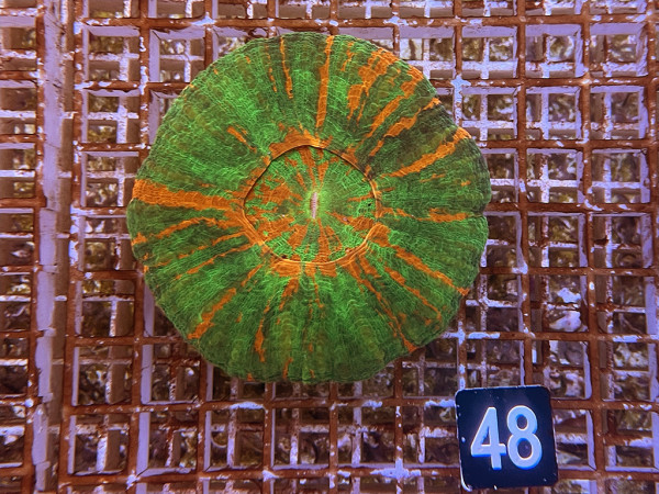 Scolymia australis - Scolymia australis ultra (48)