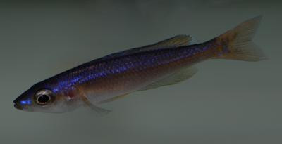 Cyprichromis leptosoma - Utinta