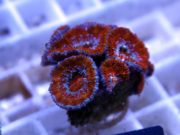 Acanthastrea spec. Frag (9)