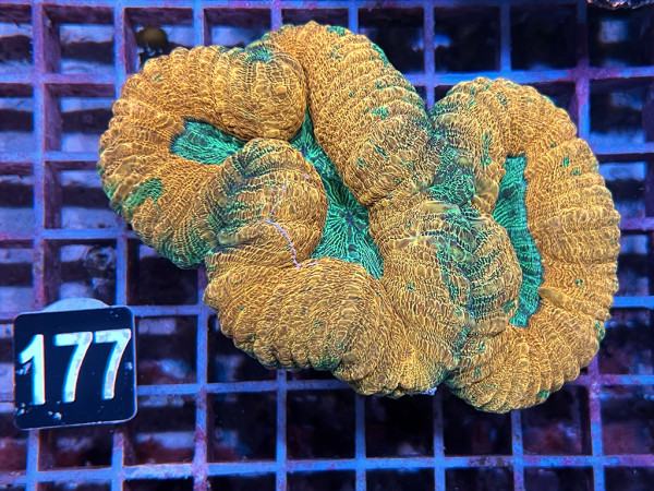 Lobophyllia spec. - Hirnkoralle ultra (177)
