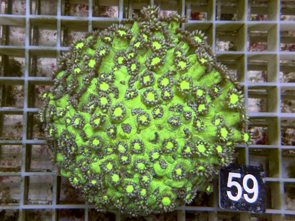 Goniopora spec. blue green (59)
