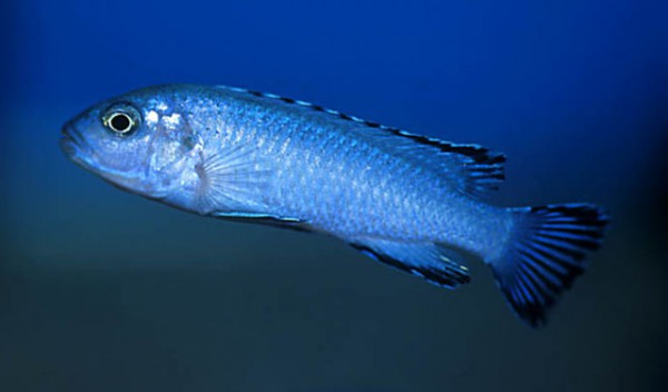 Pseudotropheus socolofi - Pindani Albino
