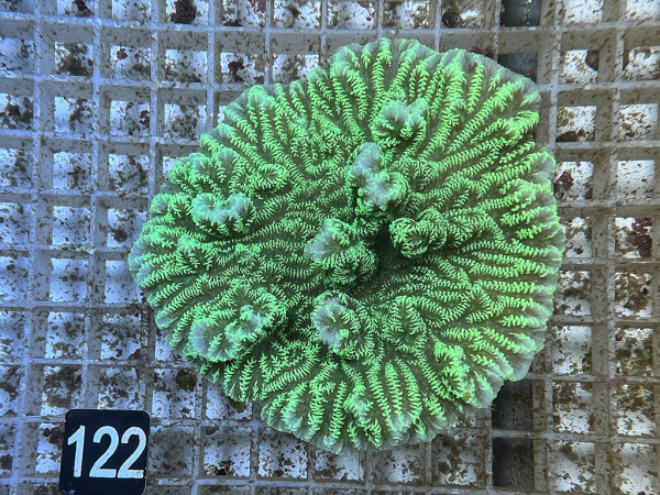 Merulina spec. - neongrün (122)