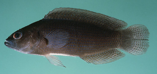 Pseudochromis fuscus - Sri Lanka Zwergbarsch