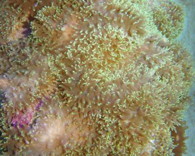 Rhodactis spec. - genoppte Scheiben, farbig