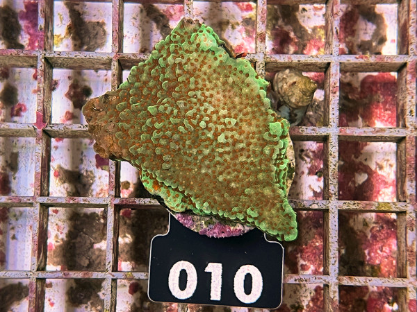 Montipora spec. Grinch Frag (010)