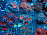 Acanthastrea lordhowensis - Acanthastrea Ultra Frag Acanthastrea lordhowensis - Acanthastrea Ultra Frag
