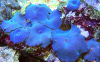 Discosoma spec. - Scheibenanemonen, blau Discosoma spec. - Scheibenanemonen, blau