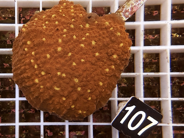 Echinophyllia spec. - Chalice ultra (107)