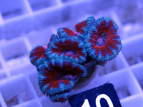 Acanthastrea spec. Frag (10)