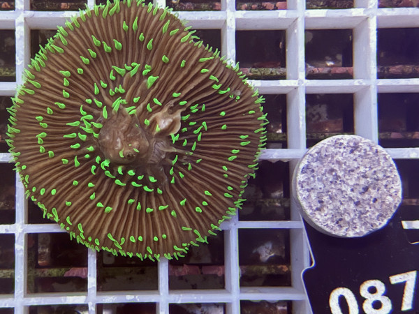 Fungia spec. green (087)