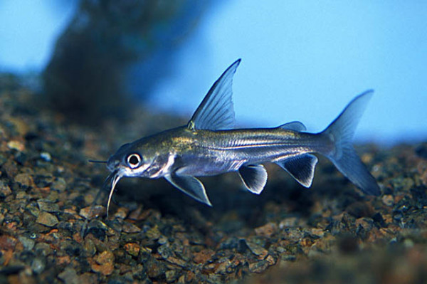Hexanematichthys seemanni - Minihai