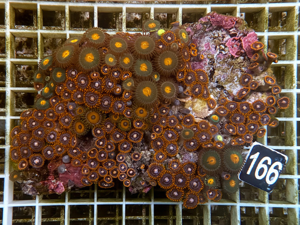 Zoanthus spec. Krustenanemonen (166)