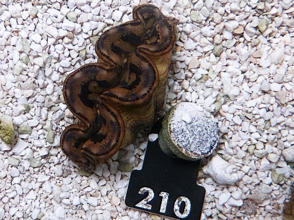 Tridacna maxima 5-6 cm (210)