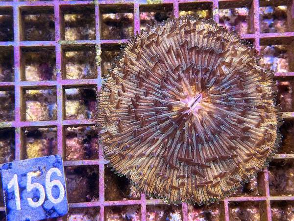 Fungia spec. - orange rim (156)