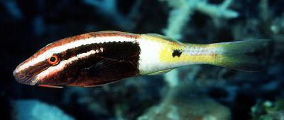 Parupeneus barberinoides - Zweifarben-Meerbarbe