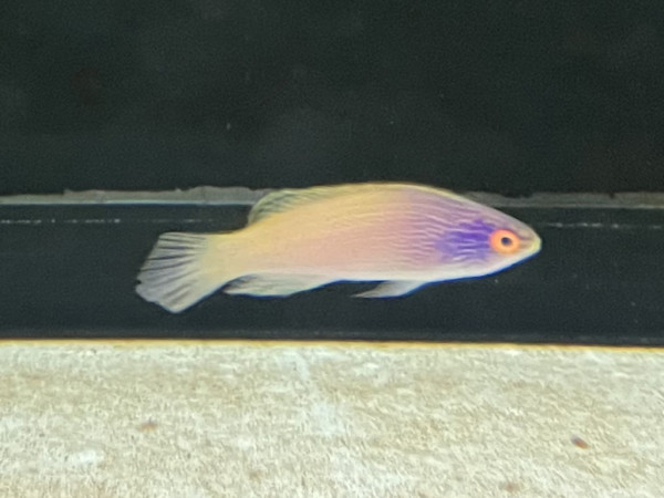 Cirrhilabrus rhomboidalis - Lanzett-Zwerglippfisch, Weibchen