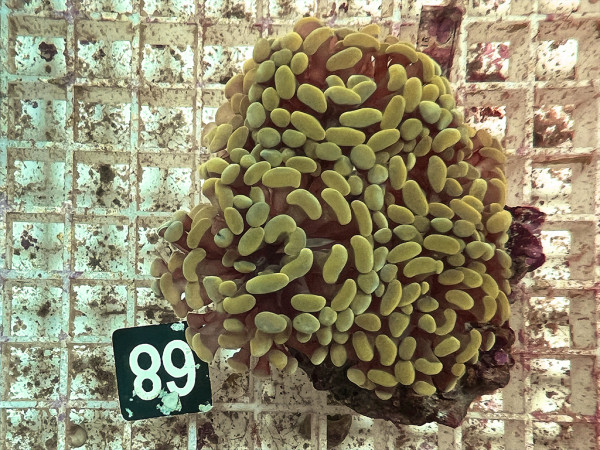 Euphyllia paraancora - gold (68)