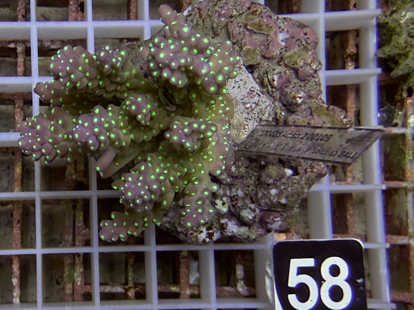 Acropora nana tricolor (58)