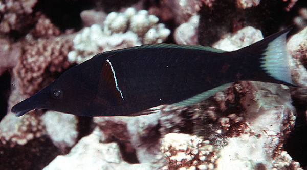 Gomphosus caeruleus - Schnabellippfisch, Männchen