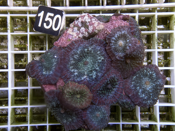 Discosoma spec. - Scheibenanemonen (150)