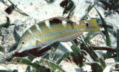 Halichoeres radiatus - Puddingwife-Junker, juv NEU!