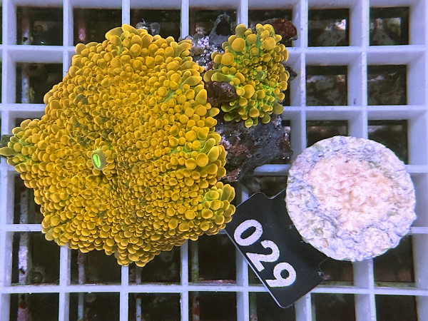 Ricordea yuma - Yuma Scheibenanemonen orange (029)
