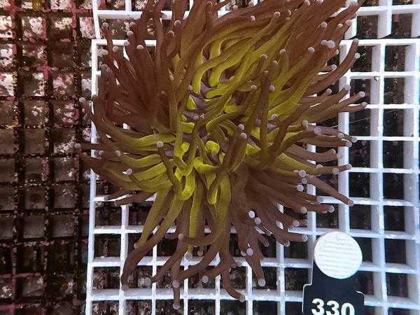 Euphyllia glabrescens - Golden Torch (330)