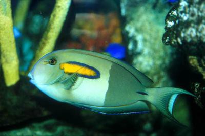 Acanthurus olivaceus - Orangefleck-Doktorfisch