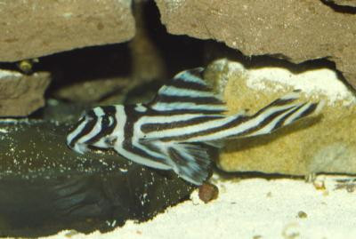 Hypancistrus zebra - L46, Zebra Harnischwels