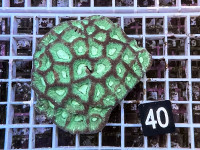 Favites spec. (40) Favites spec. (40)