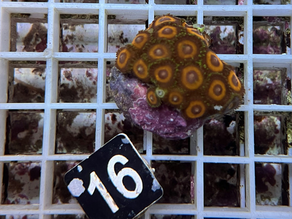 Zoanthus spec. - kleine Krustenanemonen Frag (16)