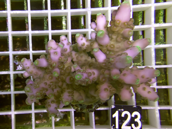 Acropora loripes (123)