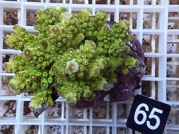 Acropora florida (65)